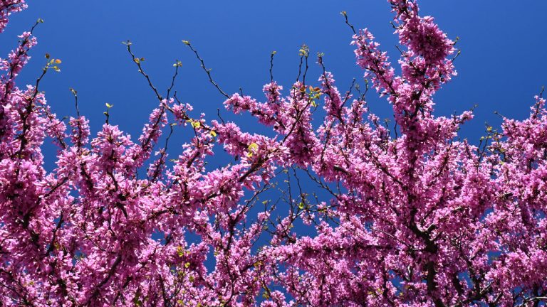 Analyse du culte en direct du 26 avril 2026 : Quel avenir se dessine pour ARTIA13 CITY ?