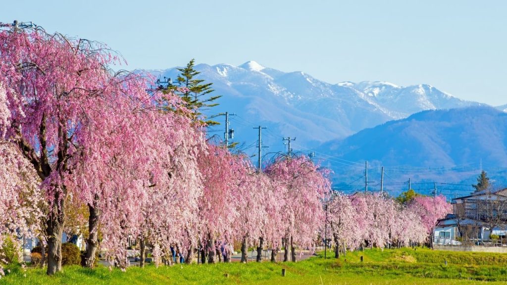 Des cerisiers en fleurs aux absurdités des maires RN : où la beauté cache l'inaction ?
