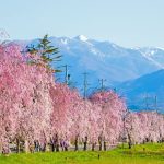 Des cerisiers en fleurs aux absurdités des maires RN : où la beauté cache l'inaction ?