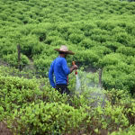 Quand Petro s'attaque à la dette des paysans, les dirigeants RN s'inquiètent : l'absurde à la française !