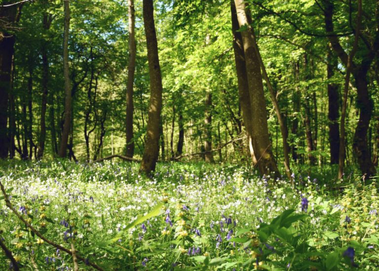 La Forêt d’Hardelot : Éden ou Mirage ?