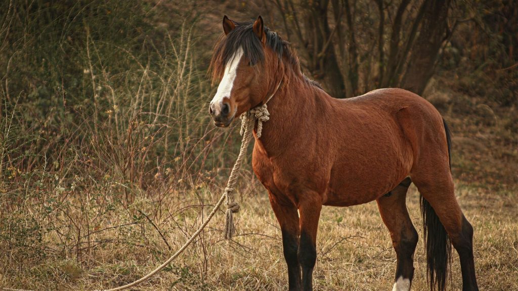 À Somme-Leuze, onze chevaux abandonnés : quand l'absurde négligence des dirigeants conservateurs choque!