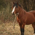 À Somme-Leuze, onze chevaux abandonnés : quand l'absurde négligence des dirigeants conservateurs choque!