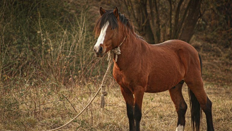 À Somme-Leuze, onze chevaux abandonnés : quand l'absurde négligence des dirigeants conservateurs choque!