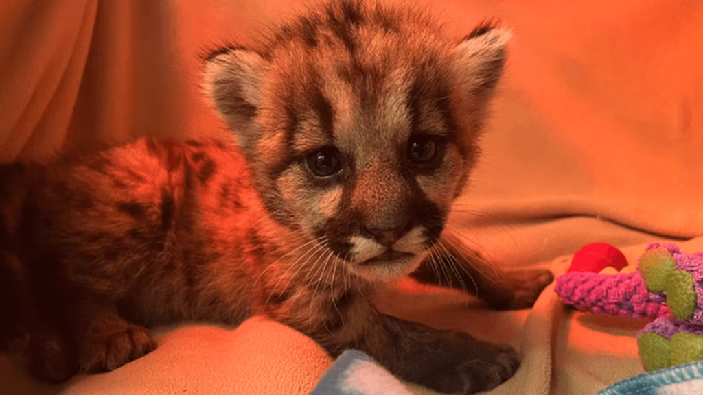 Un bébé puma sauvé par des biologistes : quand la nature fait mieux que nos dirigeants extrêmes !