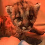 Un bébé puma sauvé par des biologistes : quand la nature fait mieux que nos dirigeants extrêmes !