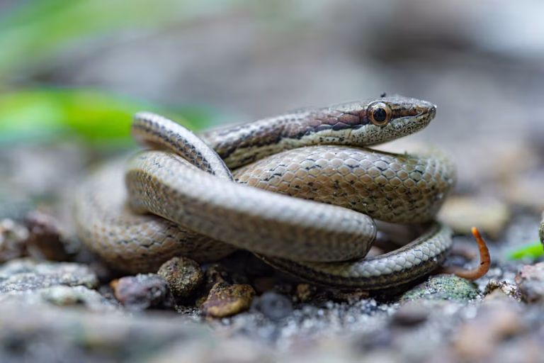 La couresse des Saintes : un serpent en danger, une politique en déroute
