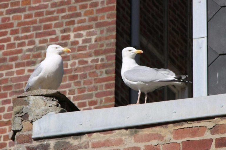 Campagne de stérilisation à Mers-les-Bains : Comment signaler les nids de goélands ?
