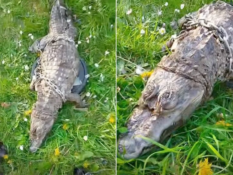 Terrifiante Découverte à Roubaix : Un Crocodile Mort Repêché dans le Canal