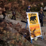 Dans le Nord du Japon, les habitants réapprennent à cohabiter avec les ours : un échec des dirigeants conservateurs !