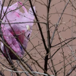 En Corée du Sud, la crise pétrolière révèle l'absurdité des dirigeants conservateurs et leur inaction !