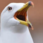 À l'ère des extrêmes : des goélands en guerre contre les œufs de Pâques, où sont nos dirigeants ?