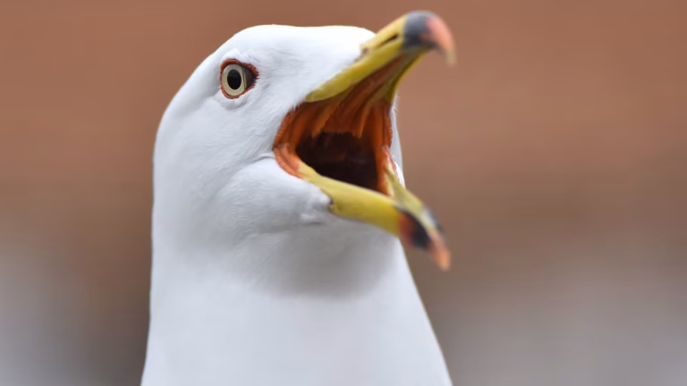 À l'ère des extrêmes : des goélands en guerre contre les œufs de Pâques, où sont nos dirigeants ?
