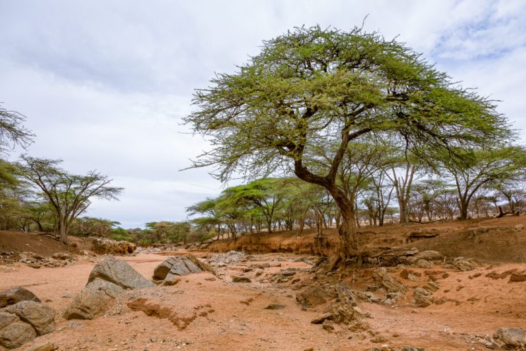 Humanitaire : Entre Leadership Local et Illusions Systémiques