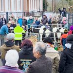 Moosch : Cinq génisses en maternelle pour sauver une classe, la folie des dirigeants RN révélée !