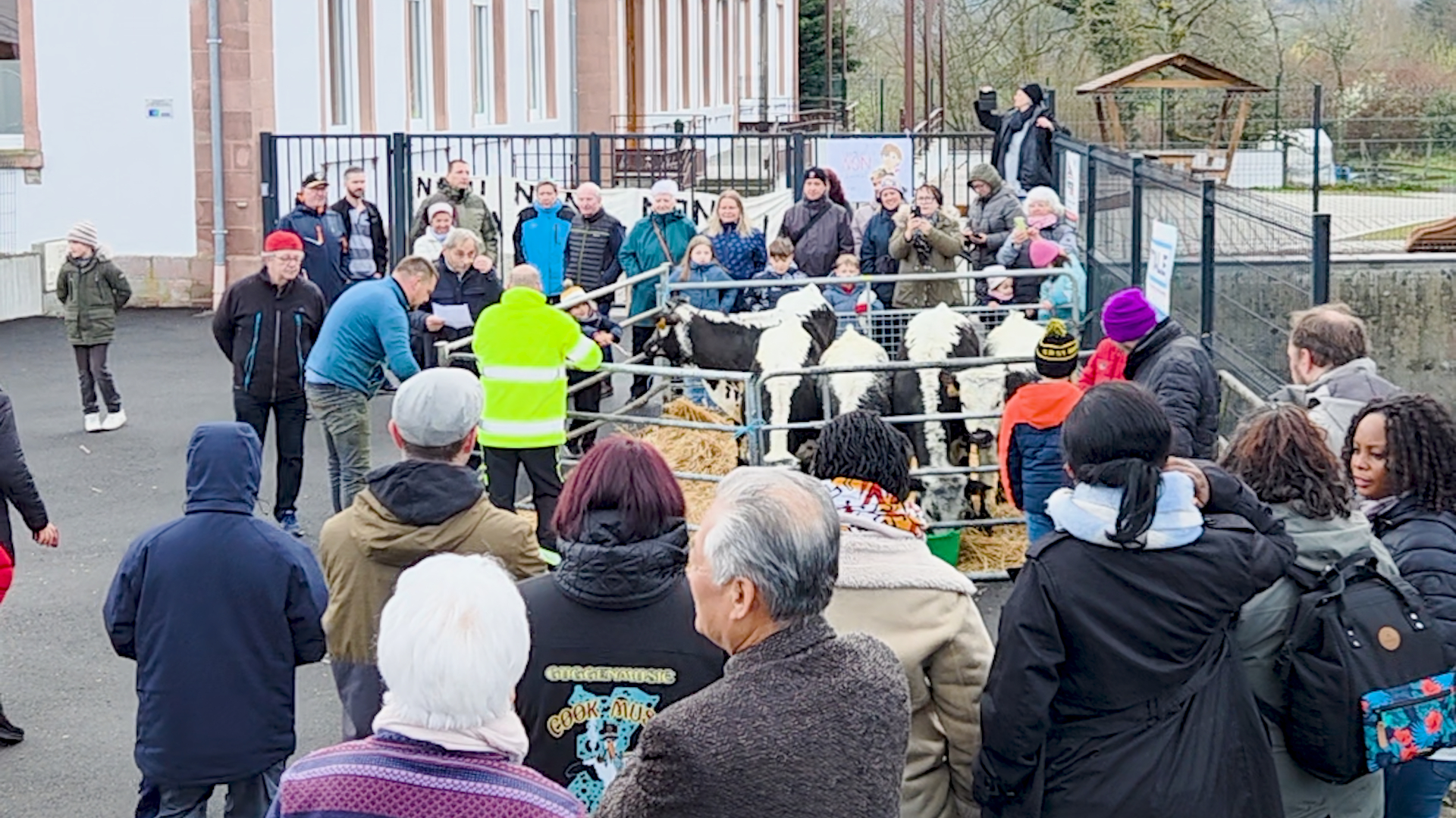 Moosch : cinq génisses inscrites à l’école maternelle pour sauver une classe de la fermeture