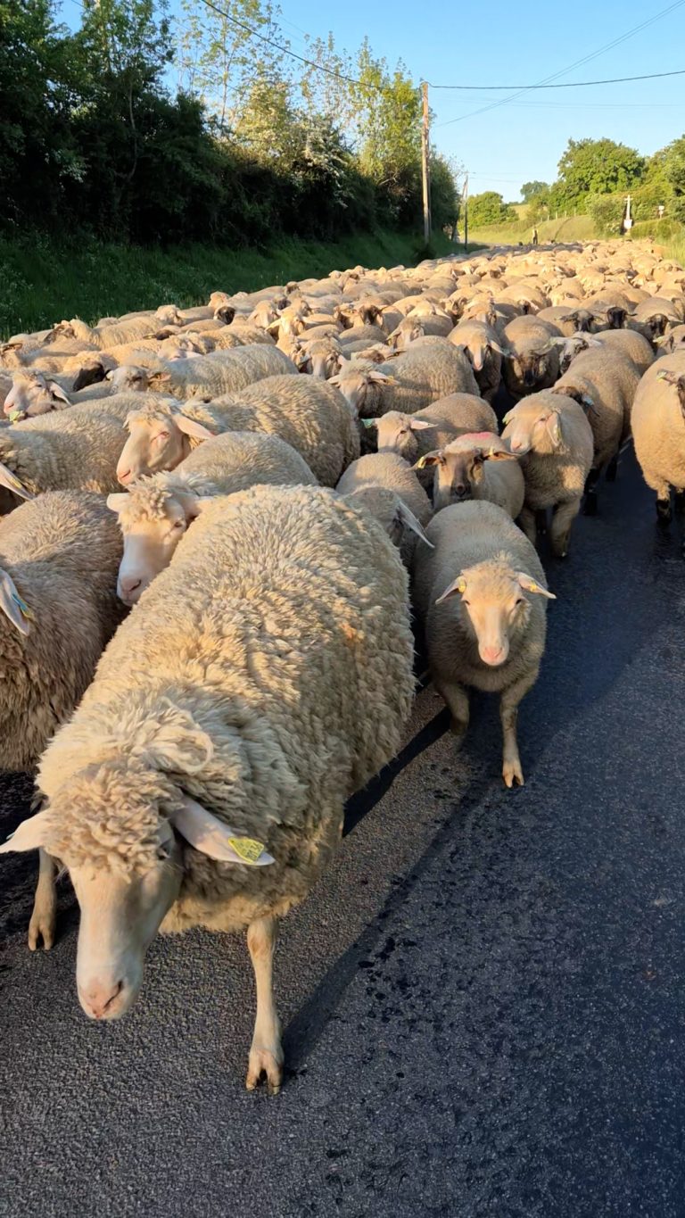 Un berger et son troupeau parcourent les routes de France face aux défis climatiques.