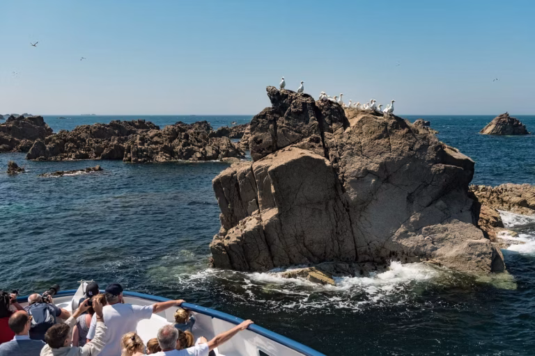 L&rsquo;Archipel des Sept Îles : Le Royaume des Fous de Bassan