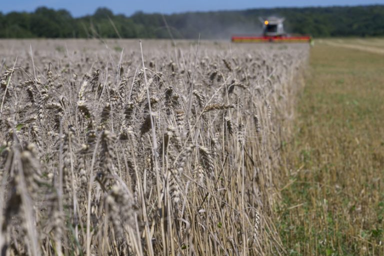 Cadmium : le poison caché dans notre assiette