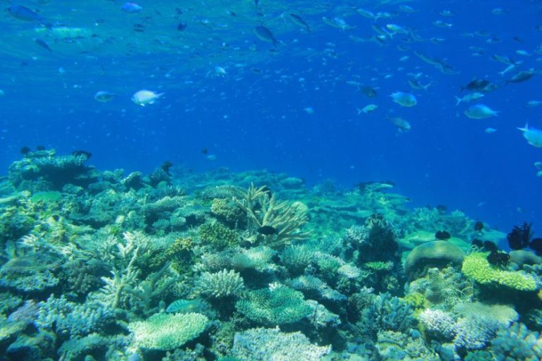 Les récifs coralliens : un cri d&rsquo;alarme noyé dans l&rsquo;indifférence
