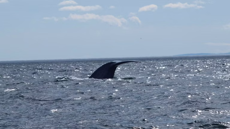 Un véliplanchiste à San Francisco : quand une baleine interrompt sa session