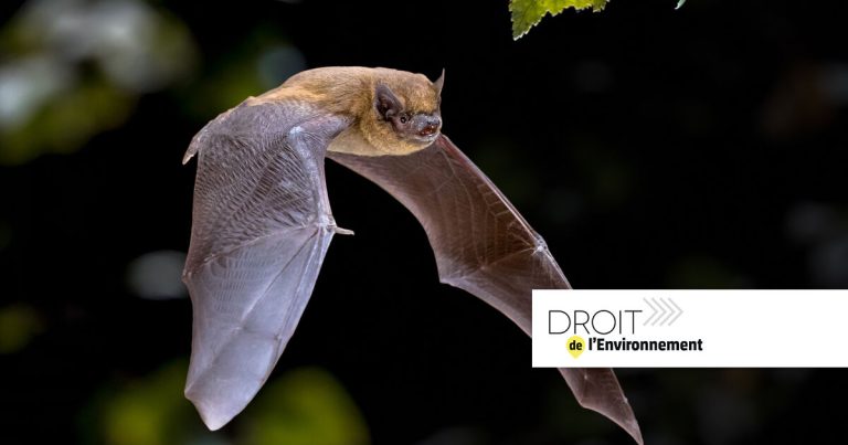 Espèces protégées : un État membre de l&rsquo;UE impose un délai pour contester les dérogations