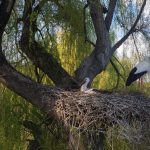 NaturOparC, un parc naturellement différent… - Made In Alsace