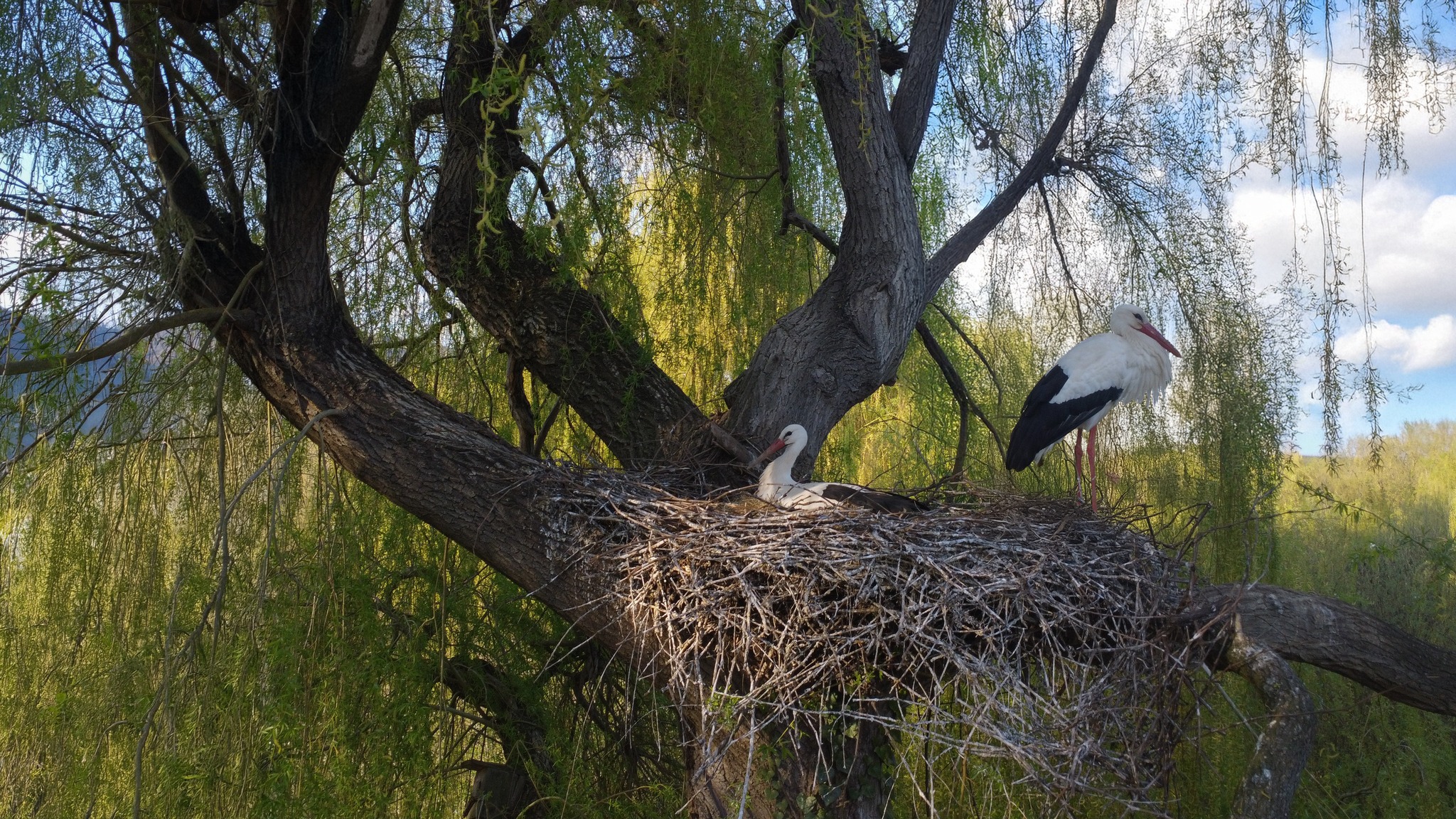 NaturOparC, un parc naturellement différent… - Made In Alsace