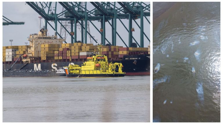 Fuite de pétrole à Anvers : Quand la sécurité de la nature passe après le fret