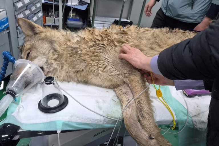 Quand un loup échappé devient une métaphore des absurdités sociétales