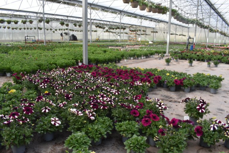 Plongée au cœur des serres Flutre : une porte ouverte sur l&rsquo;horticulture