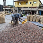 Quand les chocolatiers s'enrichissent, les producteurs de cacao crient au secours : un paradoxe absurde !