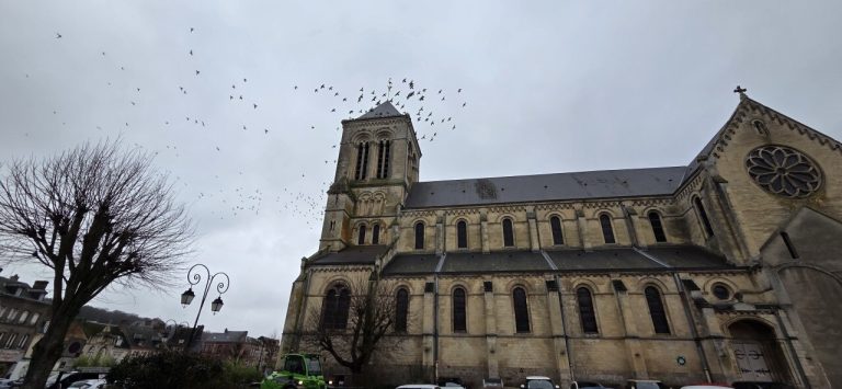 La gestion des pigeons à Saint-Saëns : entre défis et solutions éthiques