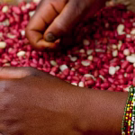 À Kaya, les brochettes au koura-koura : fierté locale ou symbole de l'absurde conservateur ?