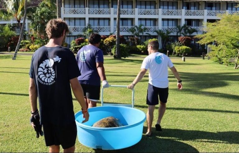 Tortue volée en Polynésie : "On ne saura jamais s’ils l’ont vendue, consommée ou relâchée"