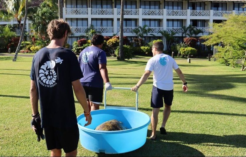 Tortue volée en Polynésie : "On ne saura jamais s’ils l’ont vendue, consommée ou relâchée"