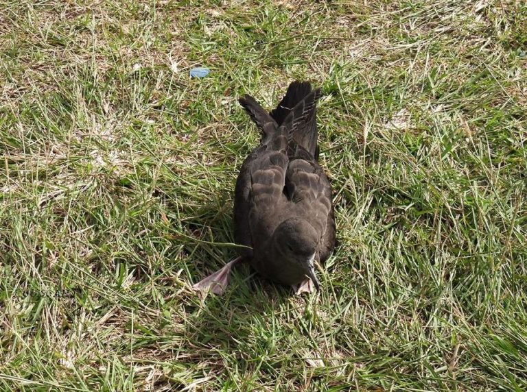 La Saison des Échouages d&rsquo;Oiseaux Marins en Nouvelle-Calédonie