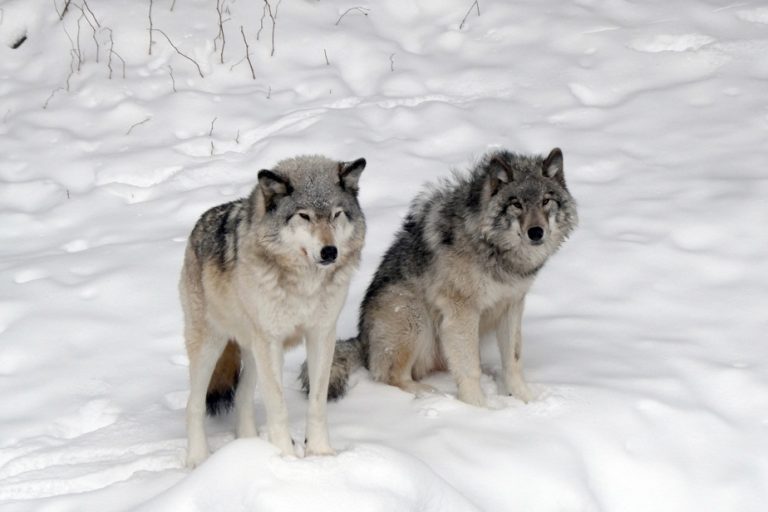 Est-ce un loup ou un coyote ? La grande confusion des canidés
