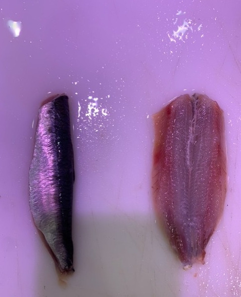 Rappel de Consommateur : Que savoir sur les filets de sardines sans marque ?