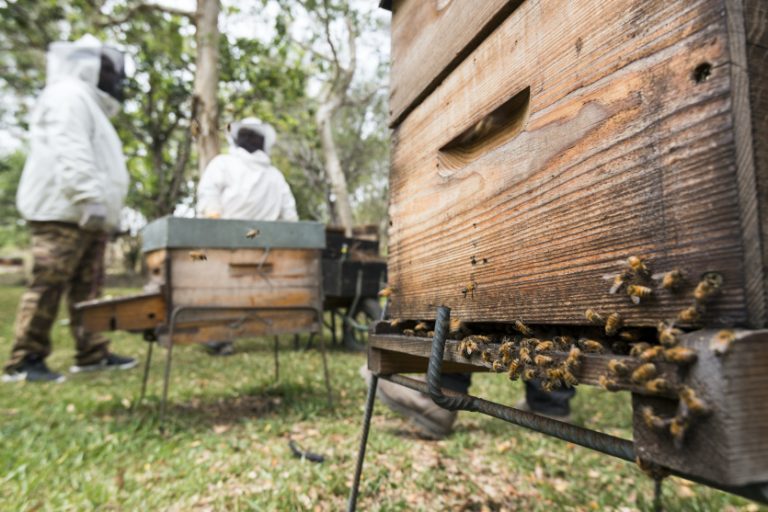 Miel calédonien : un nectar de promesses ou un pot de miel à la mélasse ?