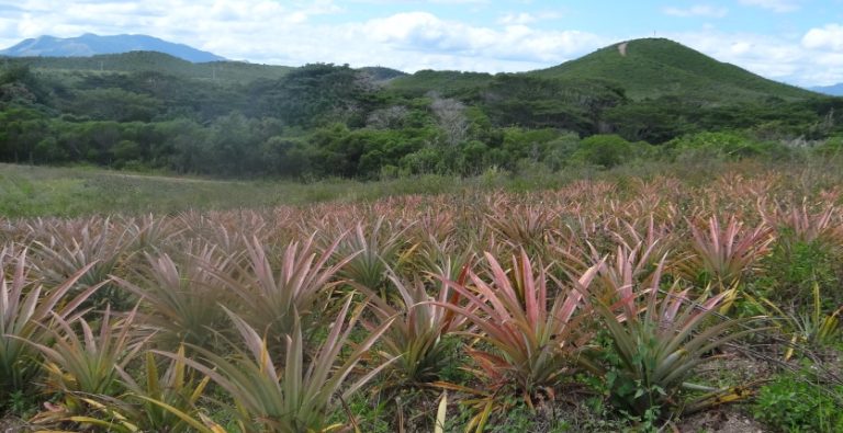 Ananas : La Récolte Cachée d&rsquo;une Crise Éthique, Entre Injustice et Dérives Inacceptables !