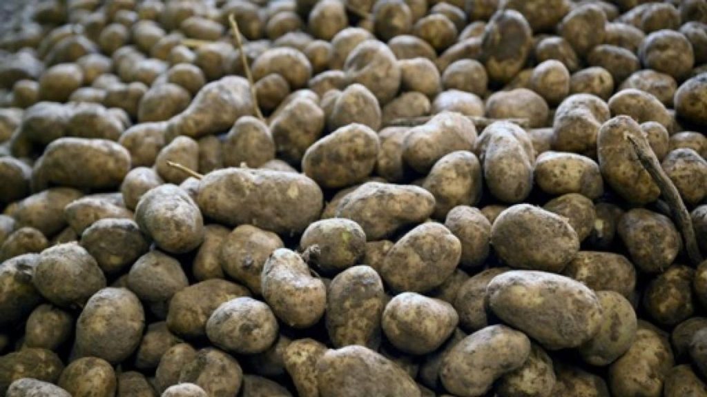 Des pommes de terre à zéro euro : quand les dirigeants extrêmes préfèrent l'absurde à la raison !