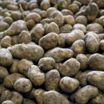 Des pommes de terre à zéro euro : quand les dirigeants extrêmes préfèrent l'absurde à la raison !