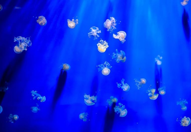 Les eaux corses : un festin sous-marin pour cétacés affamés