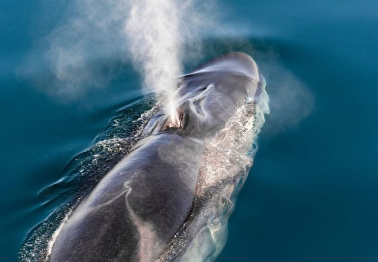 Les cétacés : Gardiens invisibles de nos océans, ou victimes d’un système aveugle ?