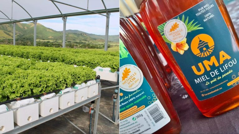 Levée de fonds en Nouvelle-Calédonie : Innovation et biodiversité au cœur des projets agricoles