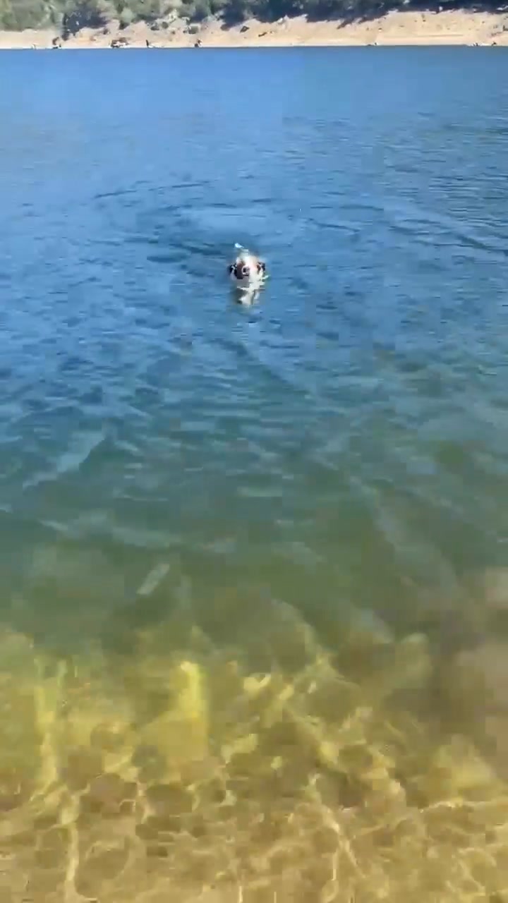 7.6K views · 218 reactions | ♥️Link. Merci à nos supers bénévoles Isabelle et Christine : Link a passé une merveilleuse après-midi au lac dé Tolla. Grâce à elles, il a fait d'énormes progrès. Nous pouvons vous dire qu'il adore l'eau 🌊 Avec de la patience, de la douceur et un cadre rassurant, Link est de plus en plus à l'écoute. C'est un chien qui a besoin d'un humain prêt à continuer son éducation.🐶 Ce qu’il recherche 🏠 Un foyer aimant, patient et engagé, qui saura lui offrir des sorties régulières et continuer à l’accompagner dans ses progrès. Il n'attend plus que vous ❤️🥰 | Refuge de Caldaniccia