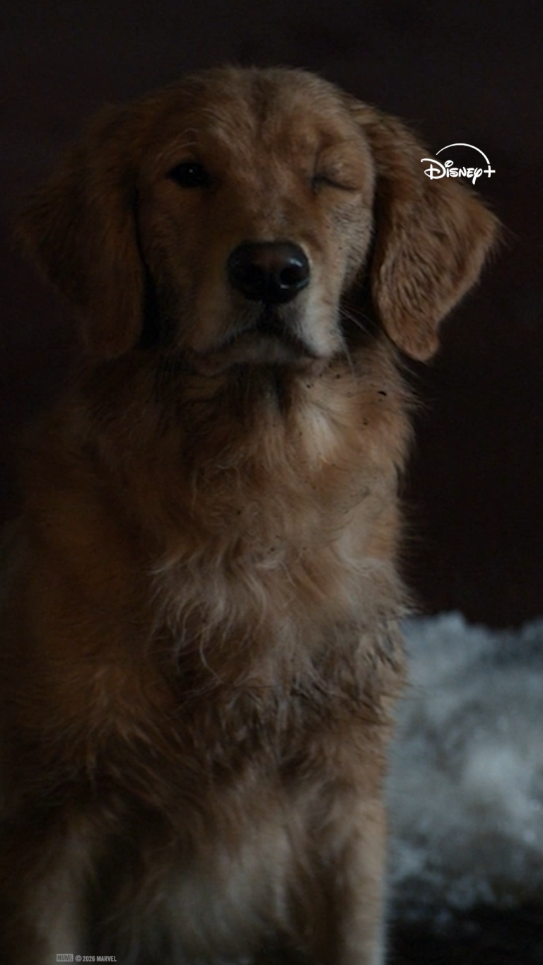 Les plus beaux chiens du MCU : une analyse esthétique