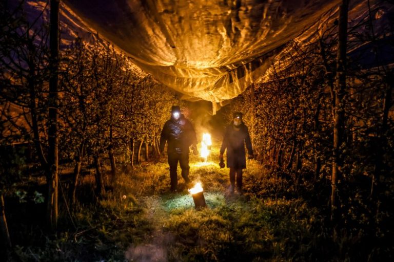 Gel, bougies et absurdité : l&rsquo;ironie d&rsquo;une agriculture à la merci des caprices climatiques