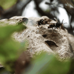 Frelons asiatiques : Quand les villes RN créent une appli pour traquer l'ennemi... et leurs propres absurdités !